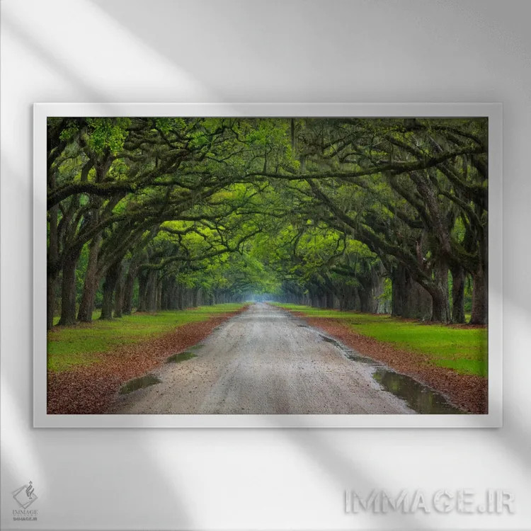 تابلو Wormsloe Plantation, Savannah, Georgia, USA,خیابان بلوط، مزرعه ورمزلو، ساوانا، جورجیا، آمریکا اثر جوآن ولز - نمای قابدار سفید