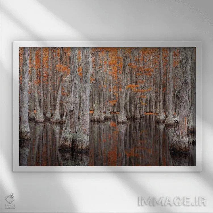 تابلو George Smith State Park, Georgia. Fall cypress trees.,آمریکا، پارک ایالتی جرج اسمیت، جورجیا. درختان سرو در پاییز اثر جوآن ولز - نمای قابدار سفید