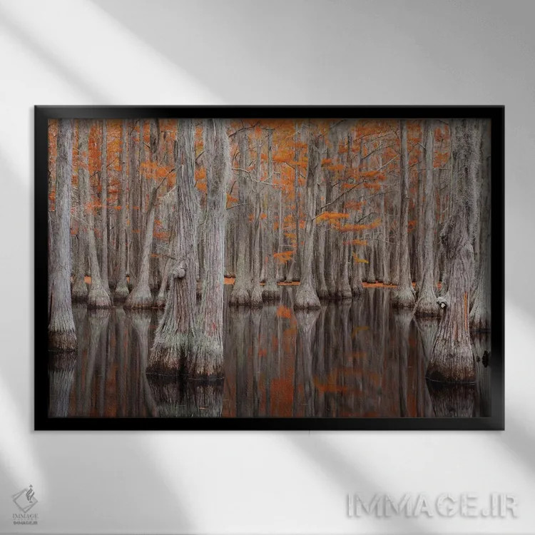 تابلو George Smith State Park, Georgia. Fall cypress trees.,آمریکا، پارک ایالتی جرج اسمیت، جورجیا. درختان سرو در پاییز اثر جوآن ولز - نمای قابدار مشکی