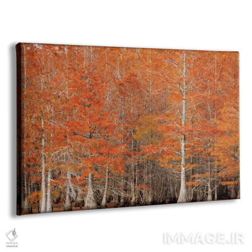 تابلو Georgia. Cypress trees in the fall.,آمریکا، جورجیا. درختان سرو در پاییز اثر جوآن ولز - نمای پرسپکتیو محصول