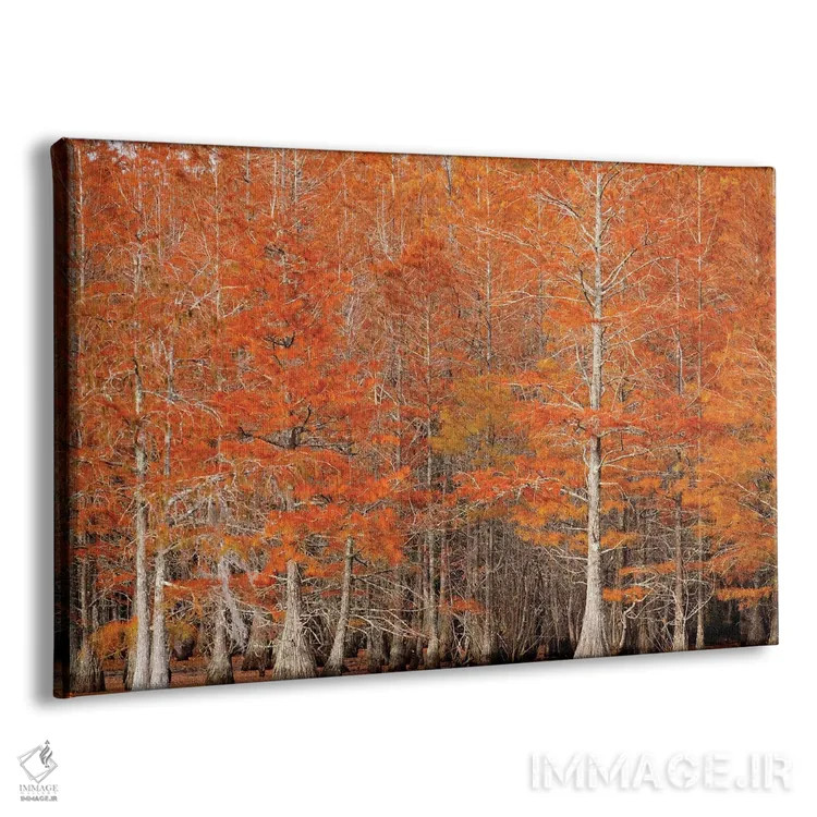 تابلو Georgia. Cypress trees in the fall.,آمریکا، جورجیا. درختان سرو در پاییز اثر جوآن ولز - نمای پرسپکتیو محصول