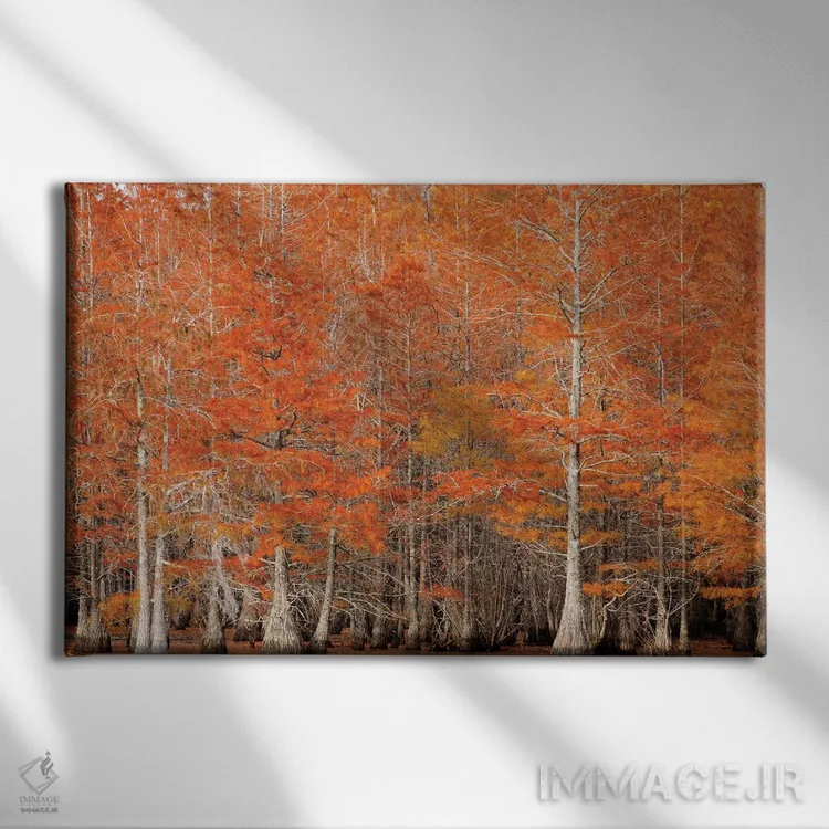 تابلو Georgia. Cypress trees in the fall.,آمریکا، جورجیا. درختان سرو در پاییز اثر جوآن ولز - نمای روبهرو روی دیوار