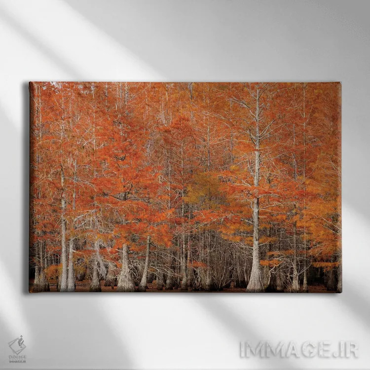 تابلو Georgia. Cypress trees in the fall.,آمریکا، جورجیا. درختان سرو در پاییز اثر جوآن ولز - نمای روبهرو روی دیوار