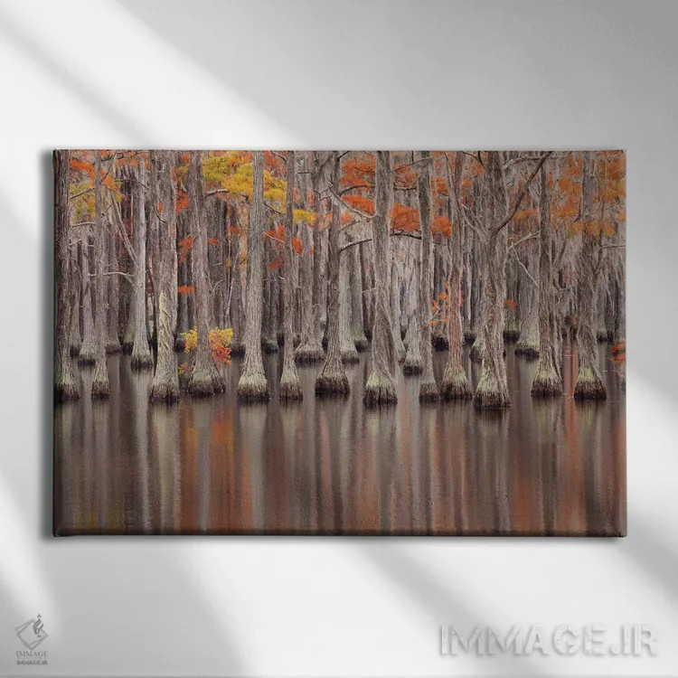تابلو Georgia. Cypress trees in the fall at George Smith State Park.,آمریکا، جورجیا. درختان سرو در پاییز در پارک ایالتی جرج اسمیت اثر جوآن ولز - نمای روبهرو روی دیوار