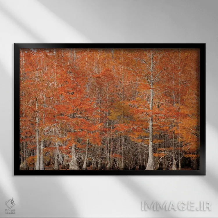 تابلو Georgia. Cypress trees in the fall.,آمریکا، جورجیا. درختان سرو در پاییز اثر جوآن ولز - نمای قابدار مشکی