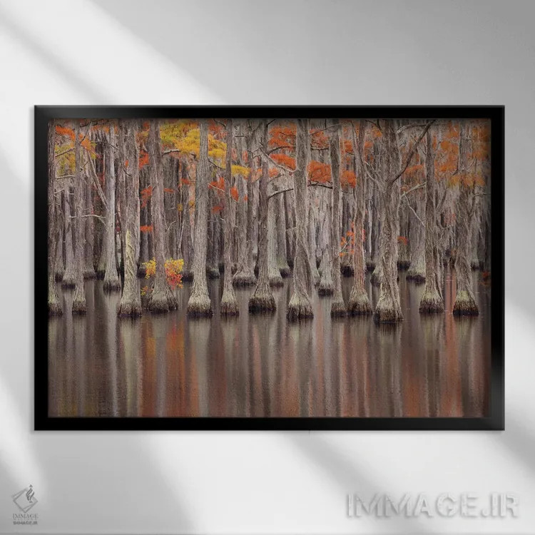 تابلو Georgia. Cypress trees in the fall at George Smith State Park.,آمریکا، جورجیا. درختان سرو در پاییز در پارک ایالتی جرج اسمیت اثر جوآن ولز - نمای قابدار مشکی