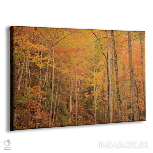 تابلو Tennessee. Fall foliage along the Little River in the Smoky Mountains.,آمریکا، تنسی. برگهای پاییزی در امتداد رودخانه لیتل در کوههای اسموکی اثر جوآن ولز - نمای پرسپکتیو محصول