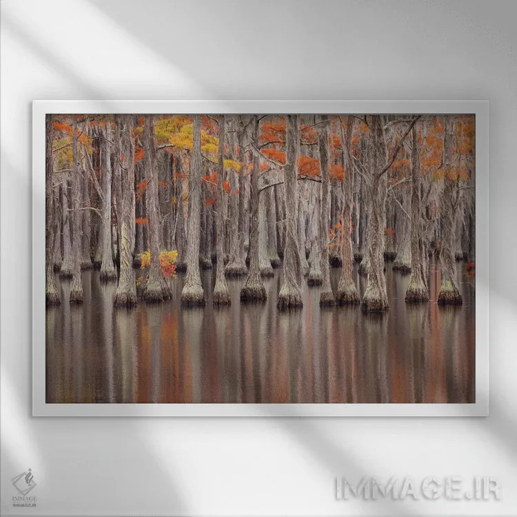 تابلو Georgia. Cypress trees in the fall at George Smith State Park.,آمریکا، جورجیا. درختان سرو در پاییز در پارک ایالتی جرج اسمیت اثر جوآن ولز - نمای قابدار سفید