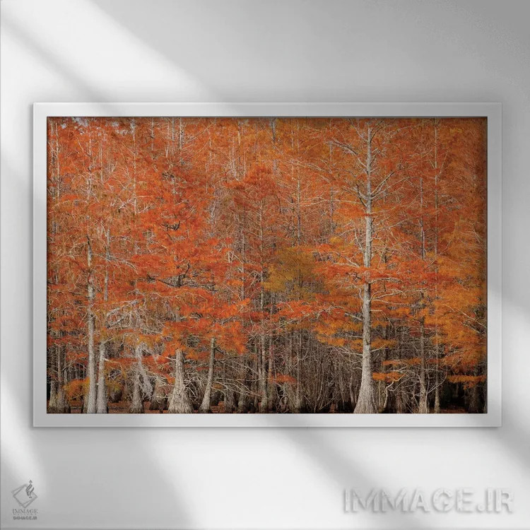 تابلو Georgia. Cypress trees in the fall.,آمریکا، جورجیا. درختان سرو در پاییز اثر جوآن ولز - نمای قابدار سفید