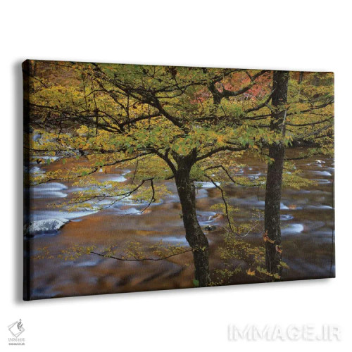 تابلو Tennessee. Trees along the Little River in the Smoky Mountains.,آمریکا، تنسی. درختان در امتداد رودخانه لیتل در کوههای اسموکی اثر جوآن ولز - نمای پرسپکتیو محصول