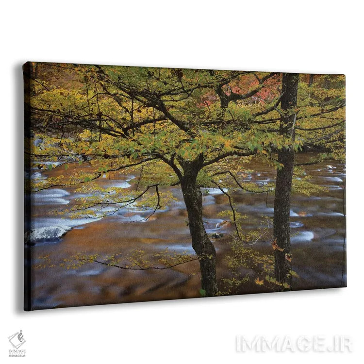 تابلو Tennessee. Trees along the Little River in the Smoky Mountains.,آمریکا، تنسی. درختان در امتداد رودخانه لیتل در کوههای اسموکی اثر جوآن ولز - نمای پرسپکتیو محصول