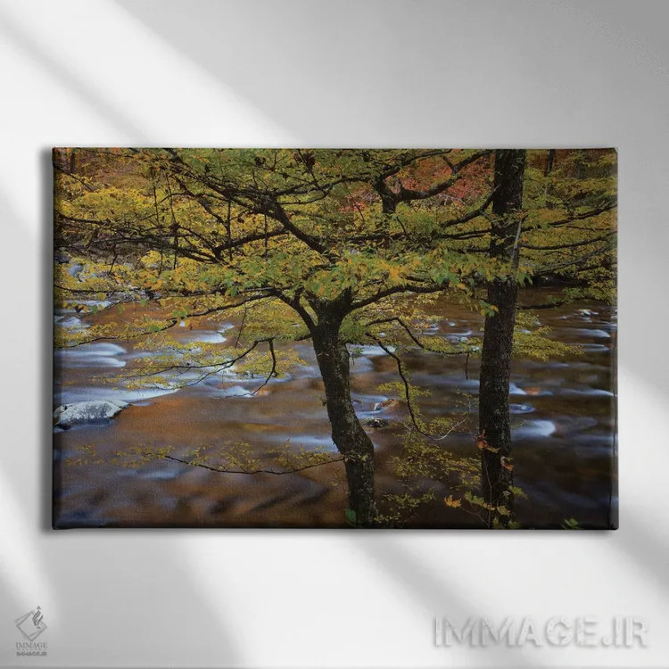 تابلو Tennessee. Trees along the Little River in the Smoky Mountains.,آمریکا، تنسی. درختان در امتداد رودخانه لیتل در کوههای اسموکی اثر جوآن ولز - نمای روبهرو روی دیوار