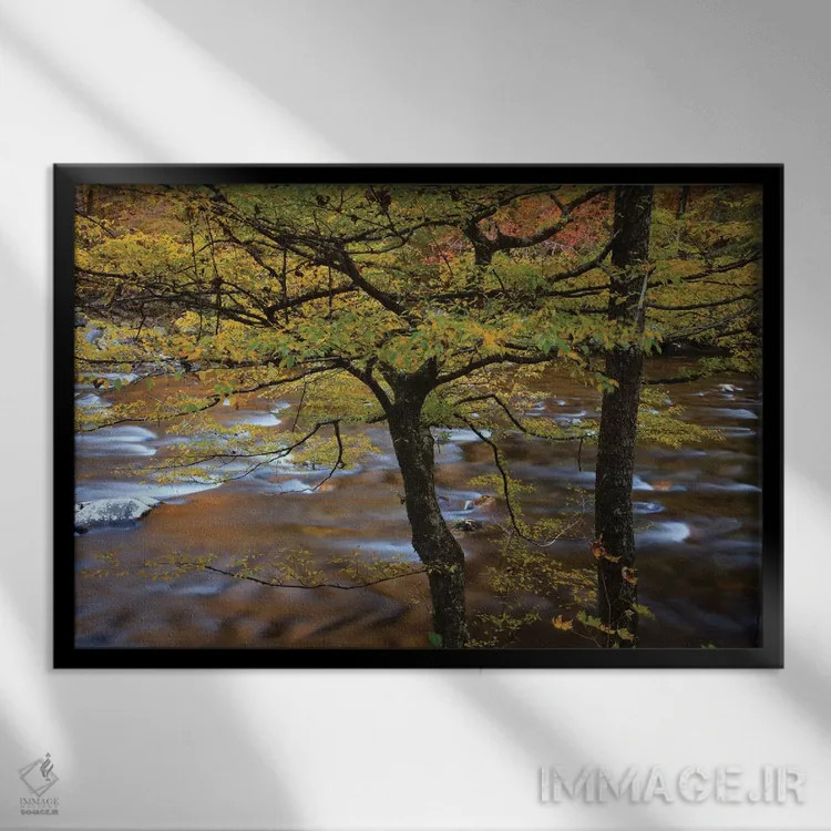 تابلو Tennessee. Trees along the Little River in the Smoky Mountains.,آمریکا، تنسی. درختان در امتداد رودخانه لیتل در کوههای اسموکی اثر جوآن ولز - نمای قابدار مشکی