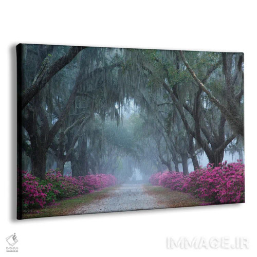 تابلو Georgia, Savannah. Azaleas In Bloom Along Foggy Drive At Bonaventure Cemetery.,آمریکا، جورجیا، ساوانا. شکوفههای آزالیا در مسیر مهآلود گورستان بوناونچر اثر جوآن ولز - نمای پرسپکتیو محصول