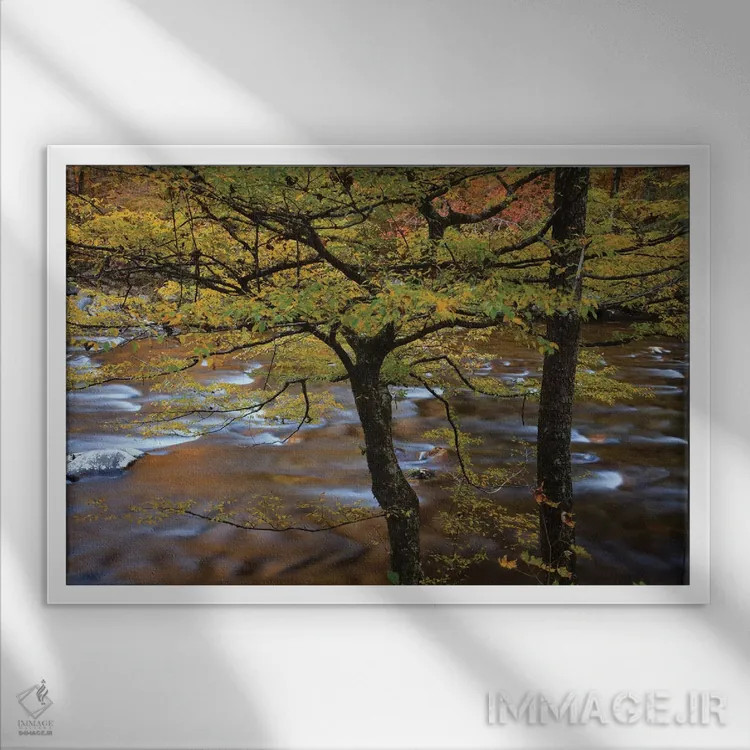 تابلو Tennessee. Trees along the Little River in the Smoky Mountains.,آمریکا، تنسی. درختان در امتداد رودخانه لیتل در کوههای اسموکی اثر جوآن ولز - نمای قابدار سفید