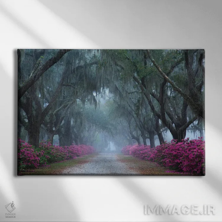 تابلو Georgia, Savannah. Azaleas In Bloom Along Foggy Drive At Bonaventure Cemetery.,آمریکا، جورجیا، ساوانا. شکوفههای آزالیا در مسیر مهآلود گورستان بوناونچر اثر جوآن ولز - نمای روبهرو روی دیوار