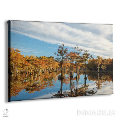 تابلو Georgia, Twin City Cypress Trees In Morning Light In The Fall,آمریکا، جورجیا، توئینسیتی. درختان سرو در نور صبحگاهی پاییز اثر جوآن ولز - نمای پرسپکتیو محصول