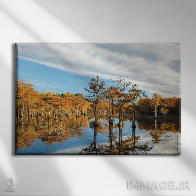 تابلو Georgia, Twin City Cypress Trees In Morning Light In The Fall,آمریکا، جورجیا، توئینسیتی. درختان سرو در نور صبحگاهی پاییز اثر جوآن ولز - نمای روبهرو روی دیوار