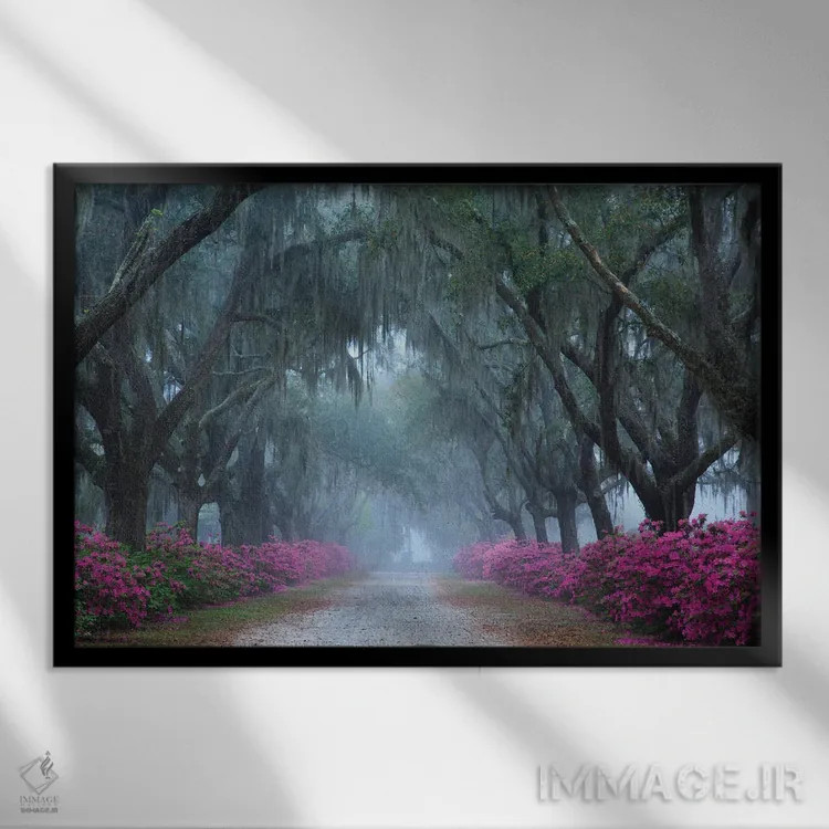 تابلو Georgia, Savannah. Azaleas In Bloom Along Foggy Drive At Bonaventure Cemetery.,آمریکا، جورجیا، ساوانا. شکوفههای آزالیا در مسیر مهآلود گورستان بوناونچر اثر جوآن ولز - نمای قابدار مشکی
