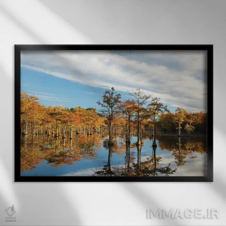 تابلو Georgia, Twin City Cypress Trees In Morning Light In The Fall,آمریکا، جورجیا، توئینسیتی. درختان سرو در نور صبحگاهی پاییز اثر جوآن ولز - نمای قابدار مشکی