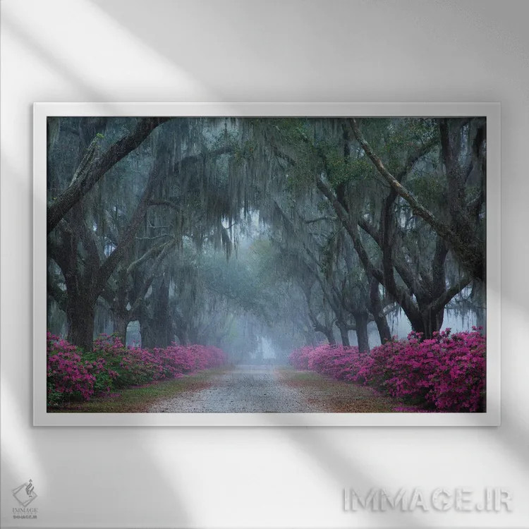تابلو Georgia, Savannah. Azaleas In Bloom Along Foggy Drive At Bonaventure Cemetery.,آمریکا، جورجیا، ساوانا. شکوفههای آزالیا در مسیر مهآلود گورستان بوناونچر اثر جوآن ولز - نمای قابدار سفید