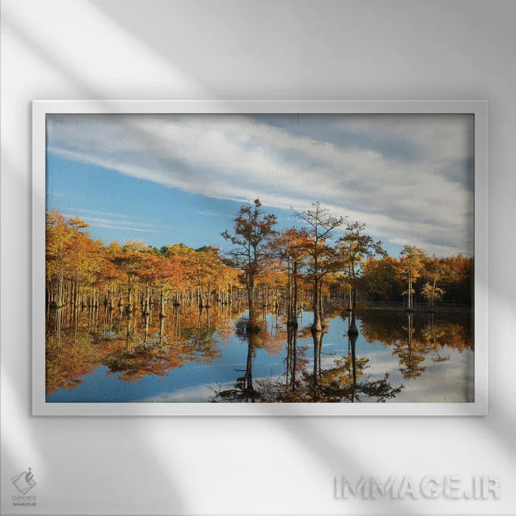 تابلو Georgia, Twin City Cypress Trees In Morning Light In The Fall,آمریکا، جورجیا، توئینسیتی. درختان سرو در نور صبحگاهی پاییز اثر جوآن ولز - نمای قابدار سفید