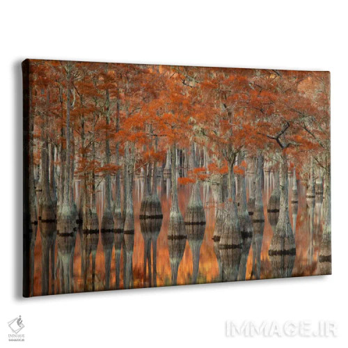 تابلو George L. Smith State Park, Emanuel County, Georgia, USA,درختان سرو حوضچه میل و انعکاس آنها، پارک ایالتی جورج ال. اسمیت، شهرستان ایمانوئل، جورجیا، ایالات متحده اثر جوآن ولز - نمای پرسپکتیو محصول