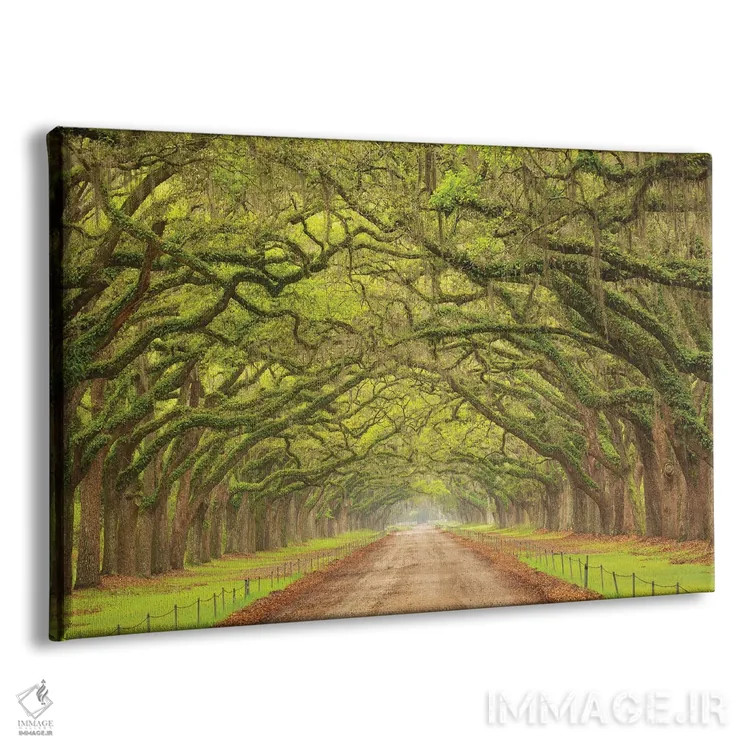 تابلو Georgia, Savannah. Canopy Of Oaks Along Drive At Wormsloe Plantation.,آمریکا، جورجیا، ساوانا. سایهبان درختان بلوط در کنار جاده ورمزلو اثر جوآن ولز - نمای پرسپکتیو محصول