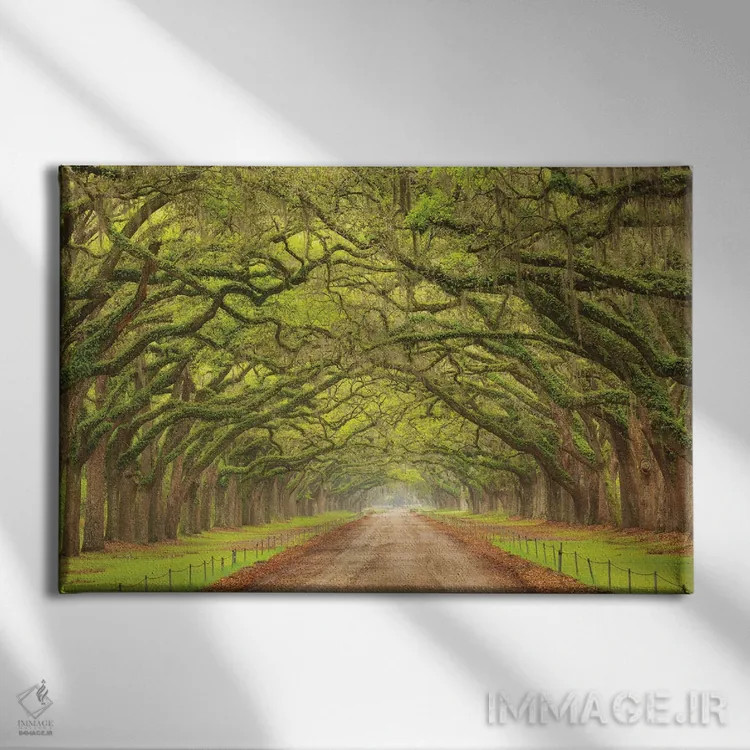 تابلو Georgia, Savannah. Canopy Of Oaks Along Drive At Wormsloe Plantation.,آمریکا، جورجیا، ساوانا. سایهبان درختان بلوط در کنار جاده ورمزلو اثر جوآن ولز - نمای روبهرو روی دیوار