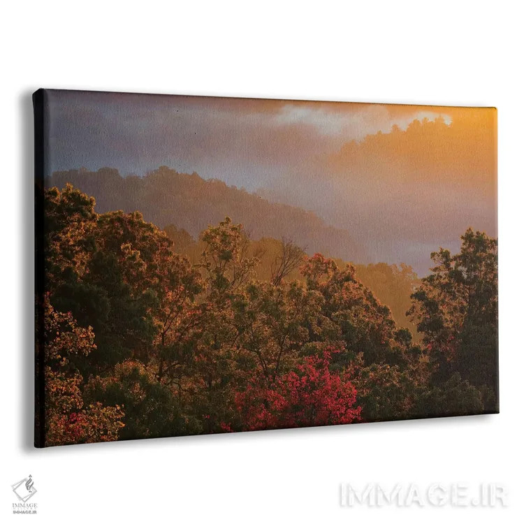 تابلو Tennessee. Great Smoky Mountain National Park, trees and fog at sunrise.,آمریکا، تنسی. پارک ملی کوههای اسموکی بزرگ، درختان و مه در سپیدهدم اثر جوآن ولز - نمای پرسپکتیو محصول