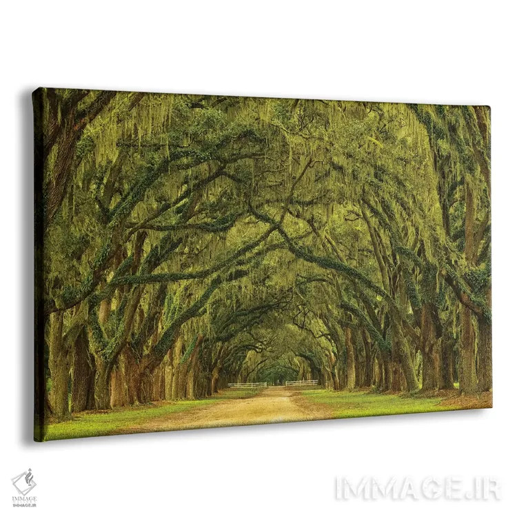 تابلو Georgia, Savannah. Mile long oak drive,آمریکا، جورجیا، ساوانا. مسیر یک مایلی درختان بلوط اثر جوآن ولز - نمای پرسپکتیو محصول