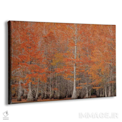 تابلو George Smith State Park, Georgia. Fall cypress trees.,آمریکا، پارک ایالتی جرج اسمیت، جورجیا. درختان سرو پاییزی اثر جوآن ولز - نمای پرسپکتیو محصول