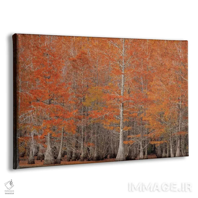 تابلو George Smith State Park, Georgia. Fall cypress trees.,آمریکا، پارک ایالتی جرج اسمیت، جورجیا. درختان سرو پاییزی اثر جوآن ولز - نمای پرسپکتیو محصول