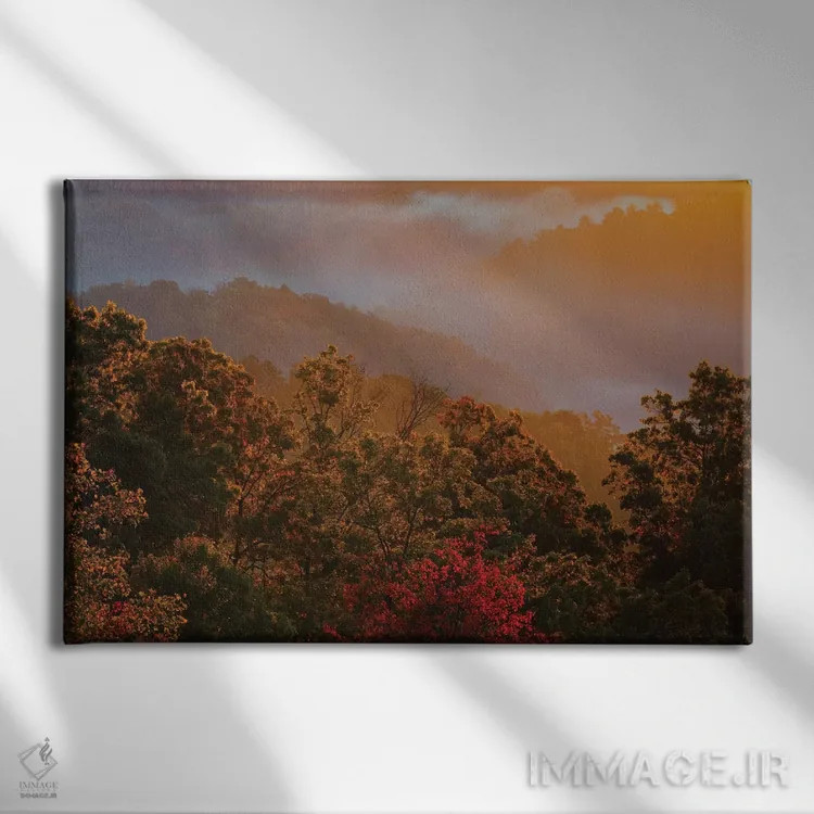 تابلو Tennessee. Great Smoky Mountain National Park, trees and fog at sunrise.,آمریکا، تنسی. پارک ملی کوههای اسموکی بزرگ، درختان و مه در سپیدهدم اثر جوآن ولز - نمای روبهرو روی دیوار