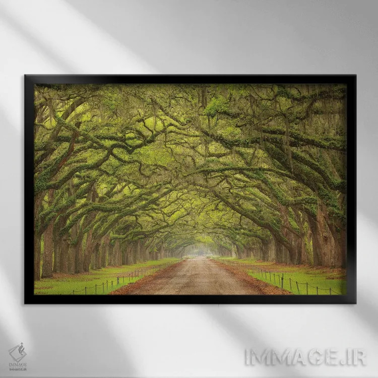 تابلو Georgia, Savannah. Canopy Of Oaks Along Drive At Wormsloe Plantation.,آمریکا، جورجیا، ساوانا. سایهبان درختان بلوط در کنار جاده ورمزلو اثر جوآن ولز - نمای قابدار مشکی