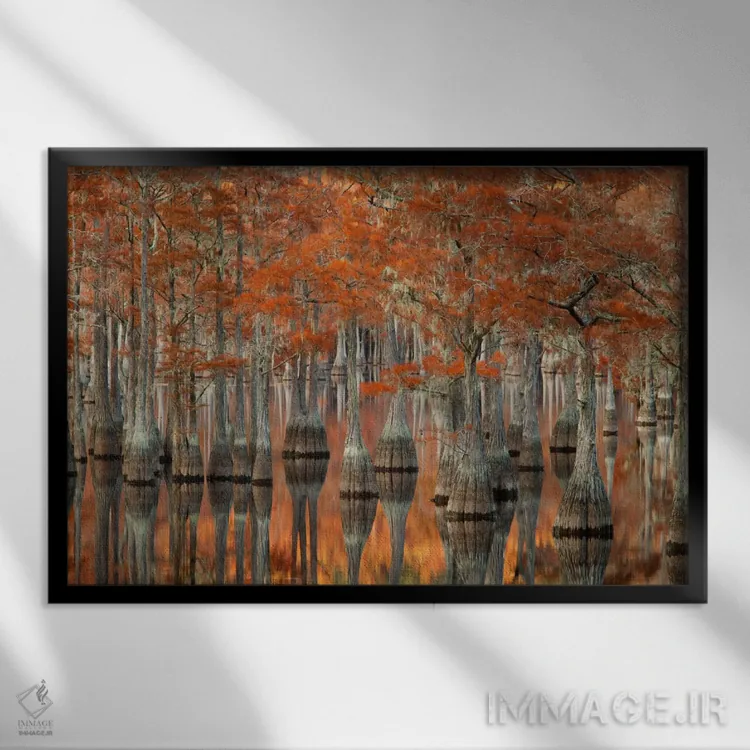 تابلو George L. Smith State Park, Emanuel County, Georgia, USA,درختان سرو حوضچه میل و انعکاس آنها، پارک ایالتی جورج ال. اسمیت، شهرستان ایمانوئل، جورجیا، ایالات متحده اثر جوآن ولز - نمای قابدار مشکی