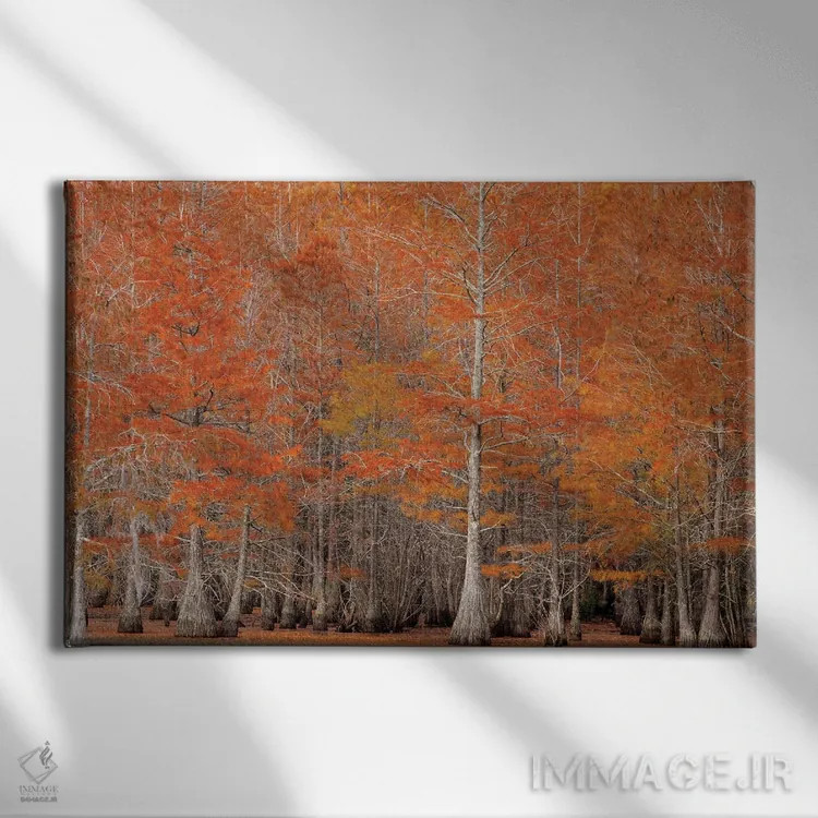 تابلو George Smith State Park, Georgia. Fall cypress trees.,آمریکا، پارک ایالتی جرج اسمیت، جورجیا. درختان سرو پاییزی اثر جوآن ولز - نمای روبهرو روی دیوار
