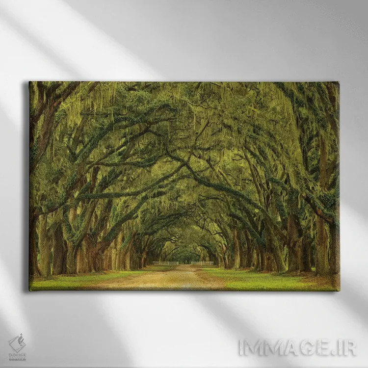 تابلو Georgia, Savannah. Mile long oak drive,آمریکا، جورجیا، ساوانا. مسیر یک مایلی درختان بلوط اثر جوآن ولز - نمای روبهرو روی دیوار