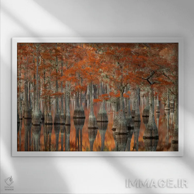 تابلو George L. Smith State Park, Emanuel County, Georgia, USA,درختان سرو حوضچه میل و انعکاس آنها، پارک ایالتی جورج ال. اسمیت، شهرستان ایمانوئل، جورجیا، ایالات متحده اثر جوآن ولز - نمای قابدار سفید