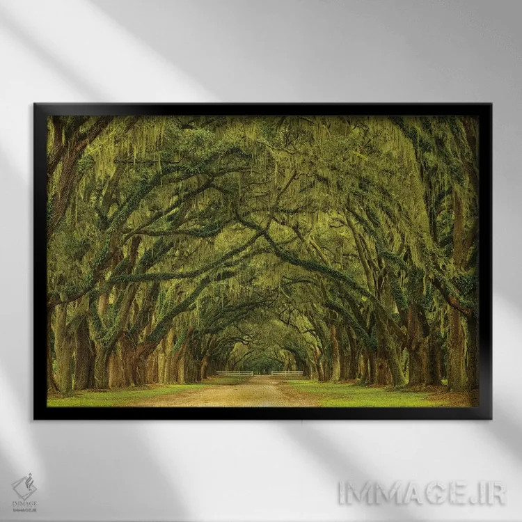 تابلو Georgia, Savannah. Mile long oak drive,آمریکا، جورجیا، ساوانا. مسیر یک مایلی درختان بلوط اثر جوآن ولز - نمای قابدار مشکی