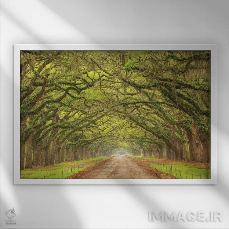 تابلو Georgia, Savannah. Canopy Of Oaks Along Drive At Wormsloe Plantation.,آمریکا، جورجیا، ساوانا. سایهبان درختان بلوط در کنار جاده ورمزلو اثر جوآن ولز - نمای قابدار سفید