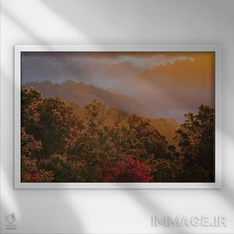 تابلو Tennessee. Great Smoky Mountain National Park, trees and fog at sunrise.,آمریکا، تنسی. پارک ملی کوههای اسموکی بزرگ، درختان و مه در سپیدهدم اثر جوآن ولز - نمای قابدار سفید