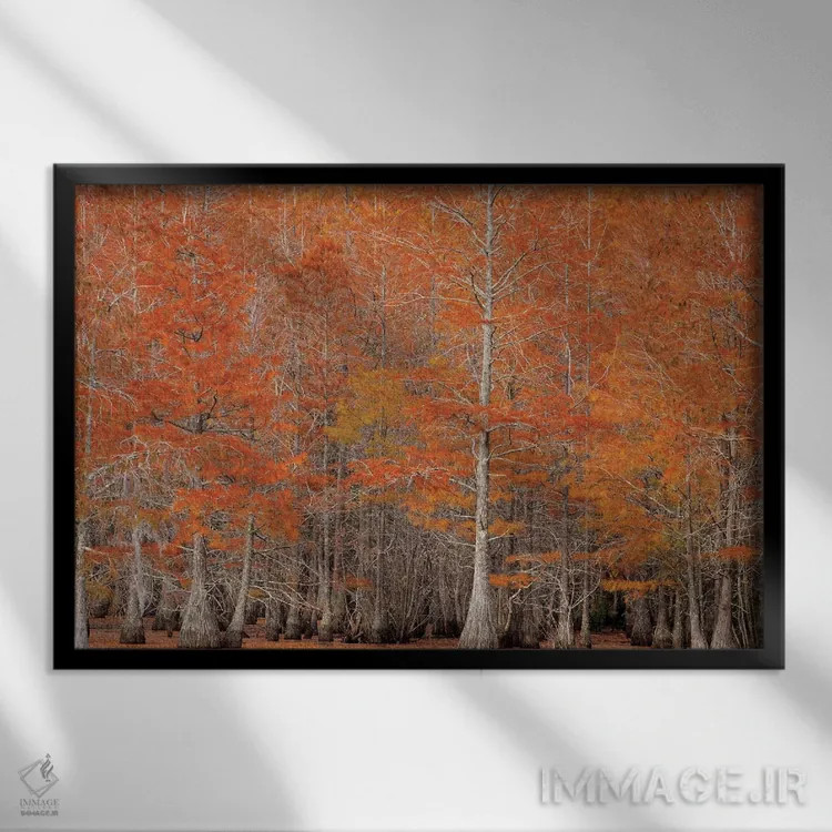 تابلو George Smith State Park, Georgia. Fall cypress trees.,آمریکا، پارک ایالتی جرج اسمیت، جورجیا. درختان سرو پاییزی اثر جوآن ولز - نمای قابدار مشکی