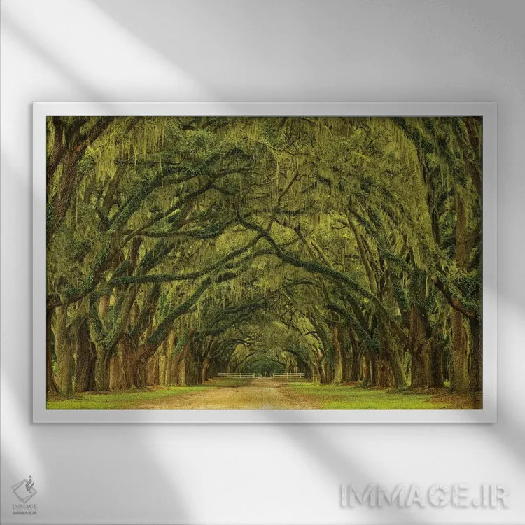 تابلو Georgia, Savannah. Mile long oak drive,آمریکا، جورجیا، ساوانا. مسیر یک مایلی درختان بلوط اثر جوآن ولز - نمای قابدار سفید