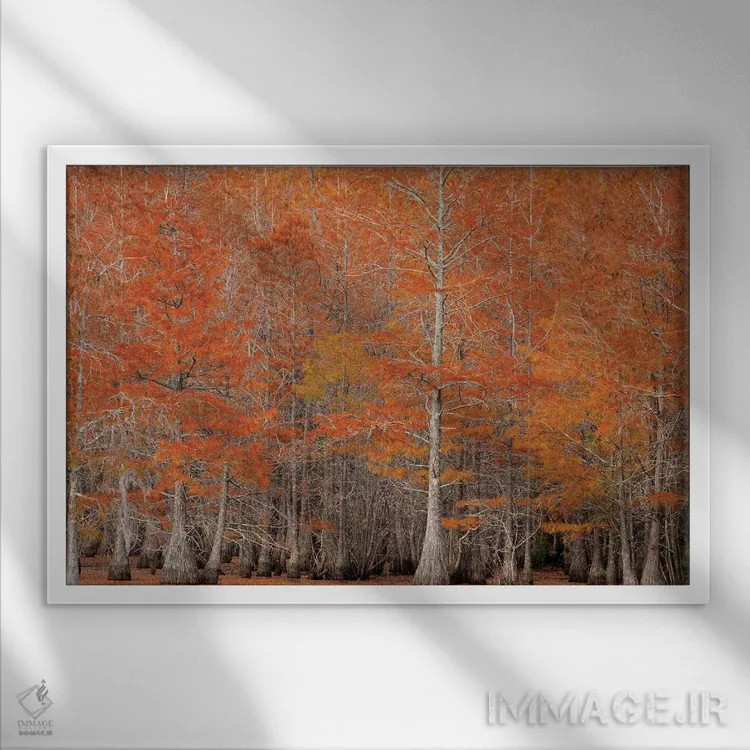 تابلو George Smith State Park, Georgia. Fall cypress trees.,آمریکا، پارک ایالتی جرج اسمیت، جورجیا. درختان سرو پاییزی اثر جوآن ولز - نمای قابدار سفید