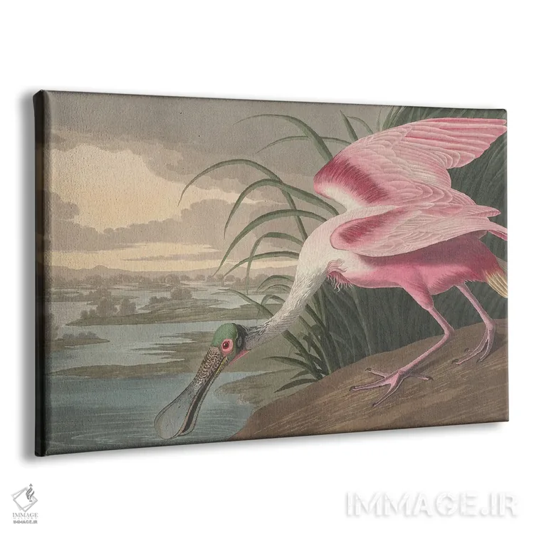 تابلو 1836,قاشقپر صورتی ۱۸۳۶ اثر جان جیمز آدوبون (نقاش و پرندهشناس) - نمای پرسپکتیو محصول
