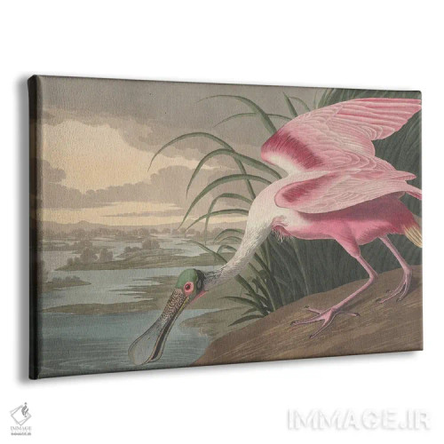تابلو 1836,قاشقپر صورتی ۱۸۳۶ اثر جان جیمز آدوبون (نقاش و پرندهشناس) - نمای پرسپکتیو محصول