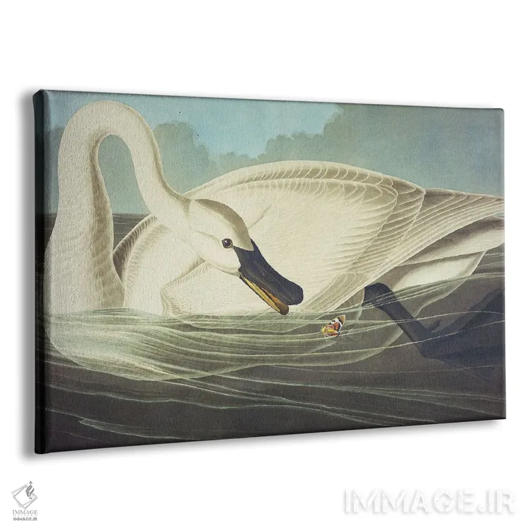 تابلو قوی شیپوری ۲ اثر جان جیمز آدوبون (نقاش و پرندهشناس) - نمای پرسپکتیو محصول