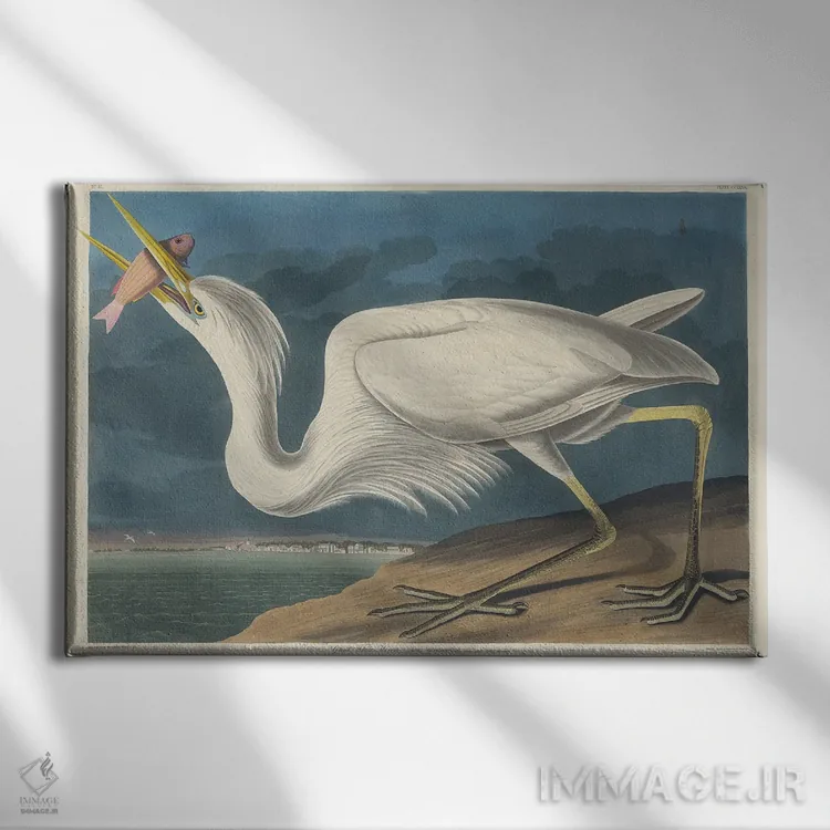 تابلو 1835,حواصیل سفید بزرگ ۱۸۳۵ اثر جان جیمز آدوبون (نقاش و پرندهشناس) - نمای روبهرو روی دیوار