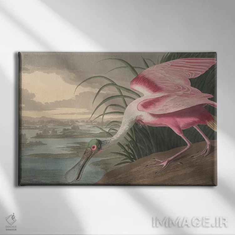 تابلو 1836,قاشقپر صورتی ۱۸۳۶ اثر جان جیمز آدوبون (نقاش و پرندهشناس) - نمای روبهرو روی دیوار
